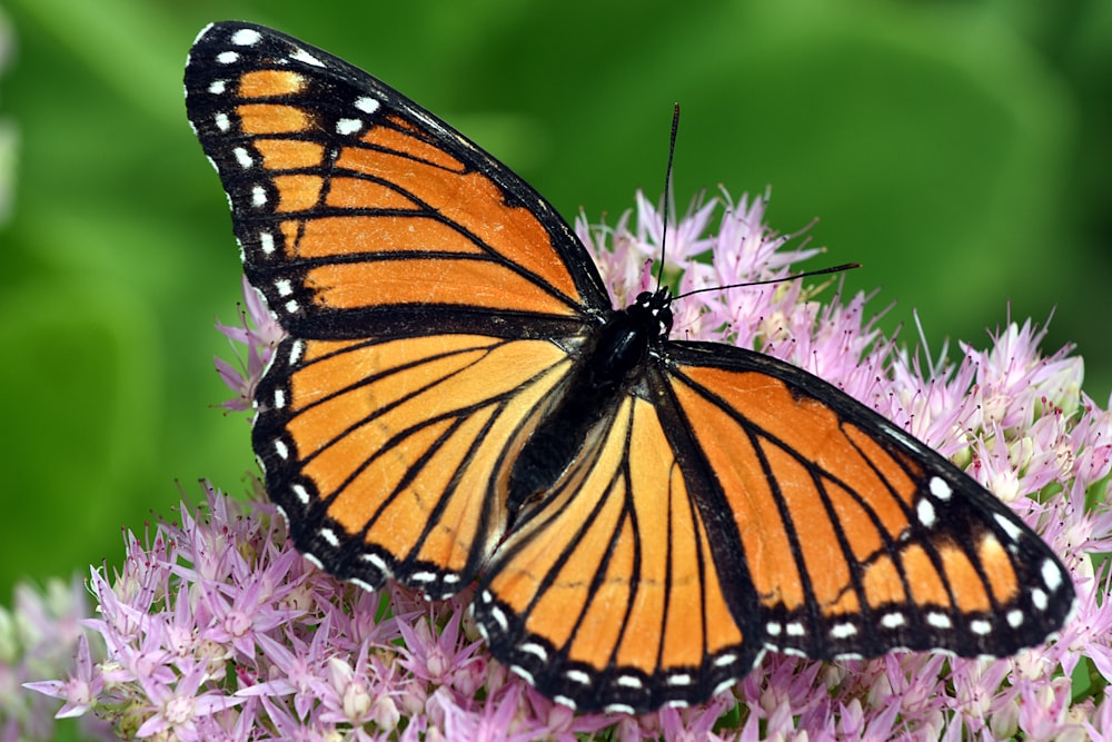 foto de enfoque superficial de mariposa naranja