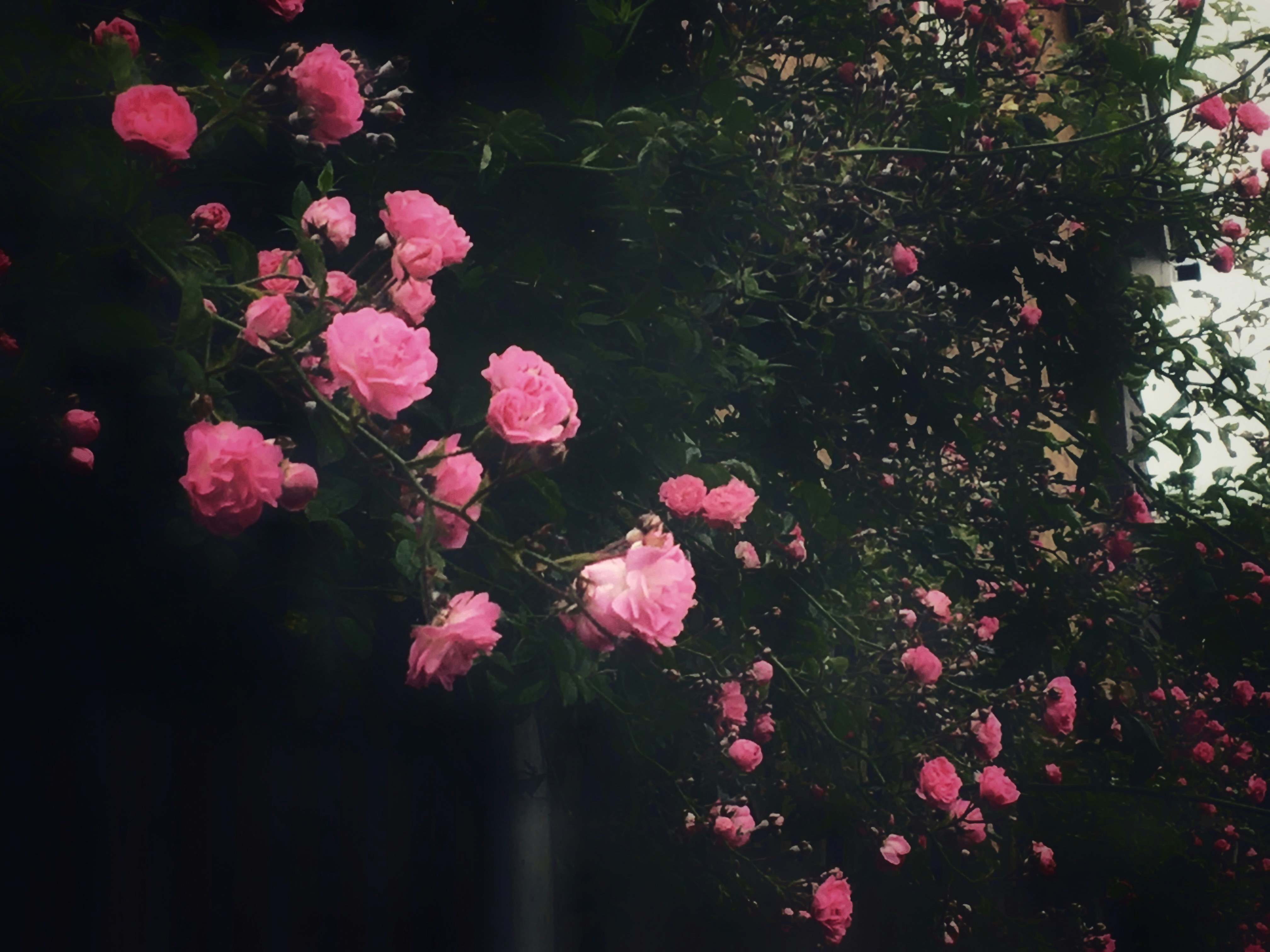pink rose flowers with green leaves
