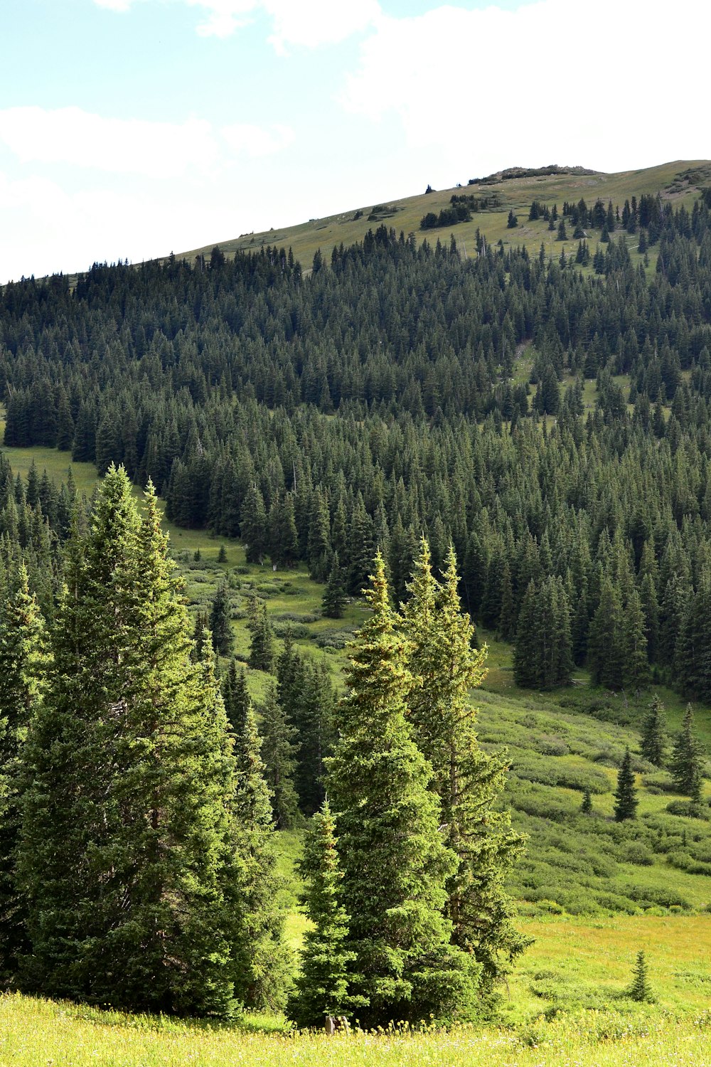 green-leafed trees