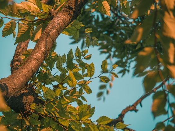A close-up of a certified arborist gently inspecting a healthy tree branch bathed in soft sunlight.