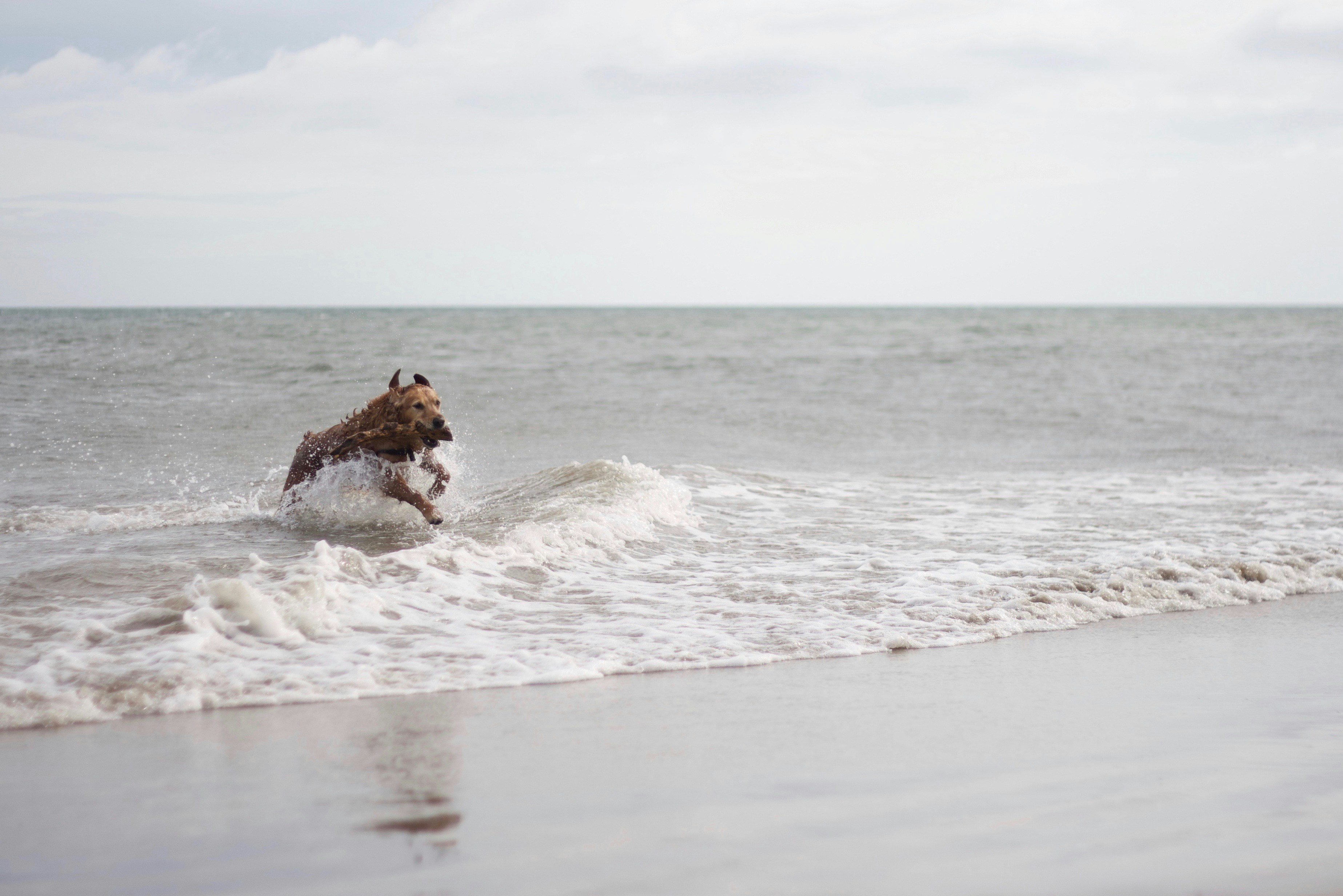 Cachorro na linha da praia