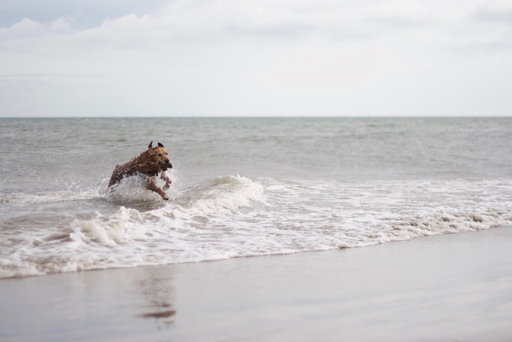 cane sulla linea della spiaggia