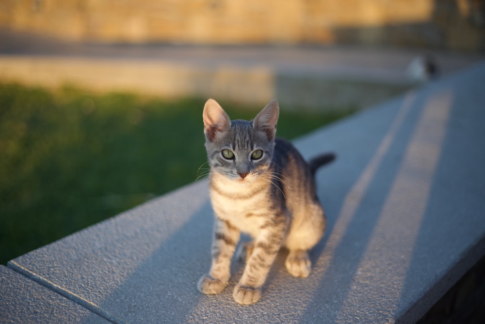 grey tabby kitten on concrete surface