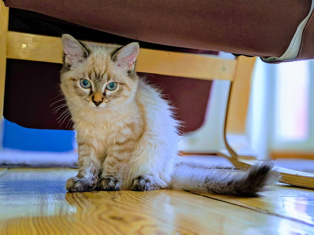 long-fur white and grey kitten under chair