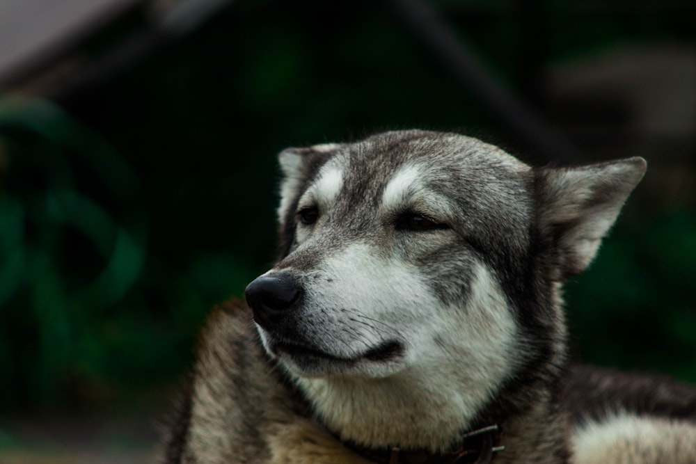 macro photography of short-coated white and gray dog