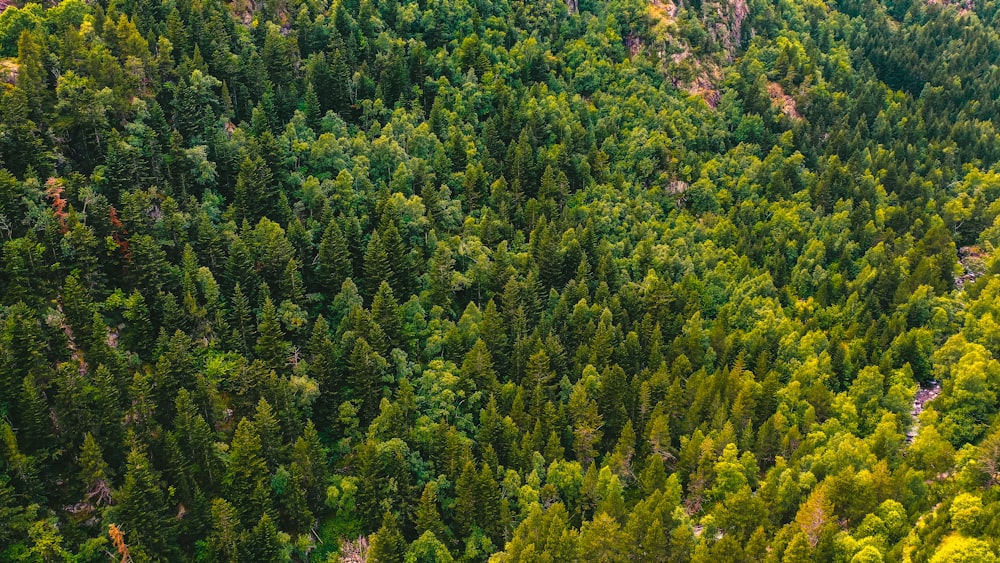 green-leafed trees