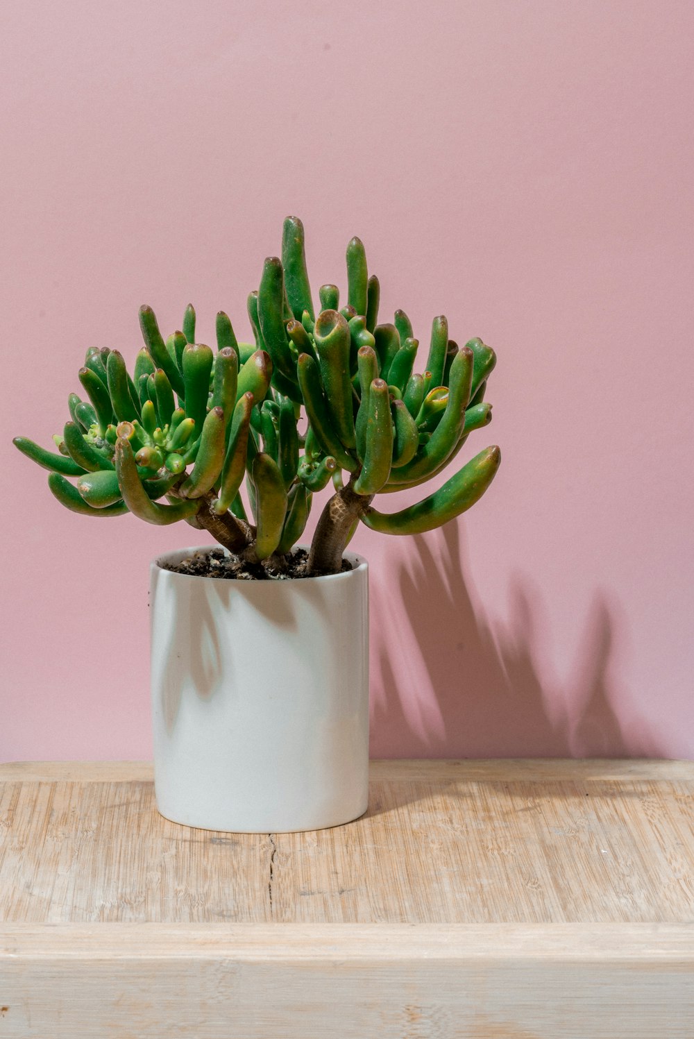 potted succulent plant