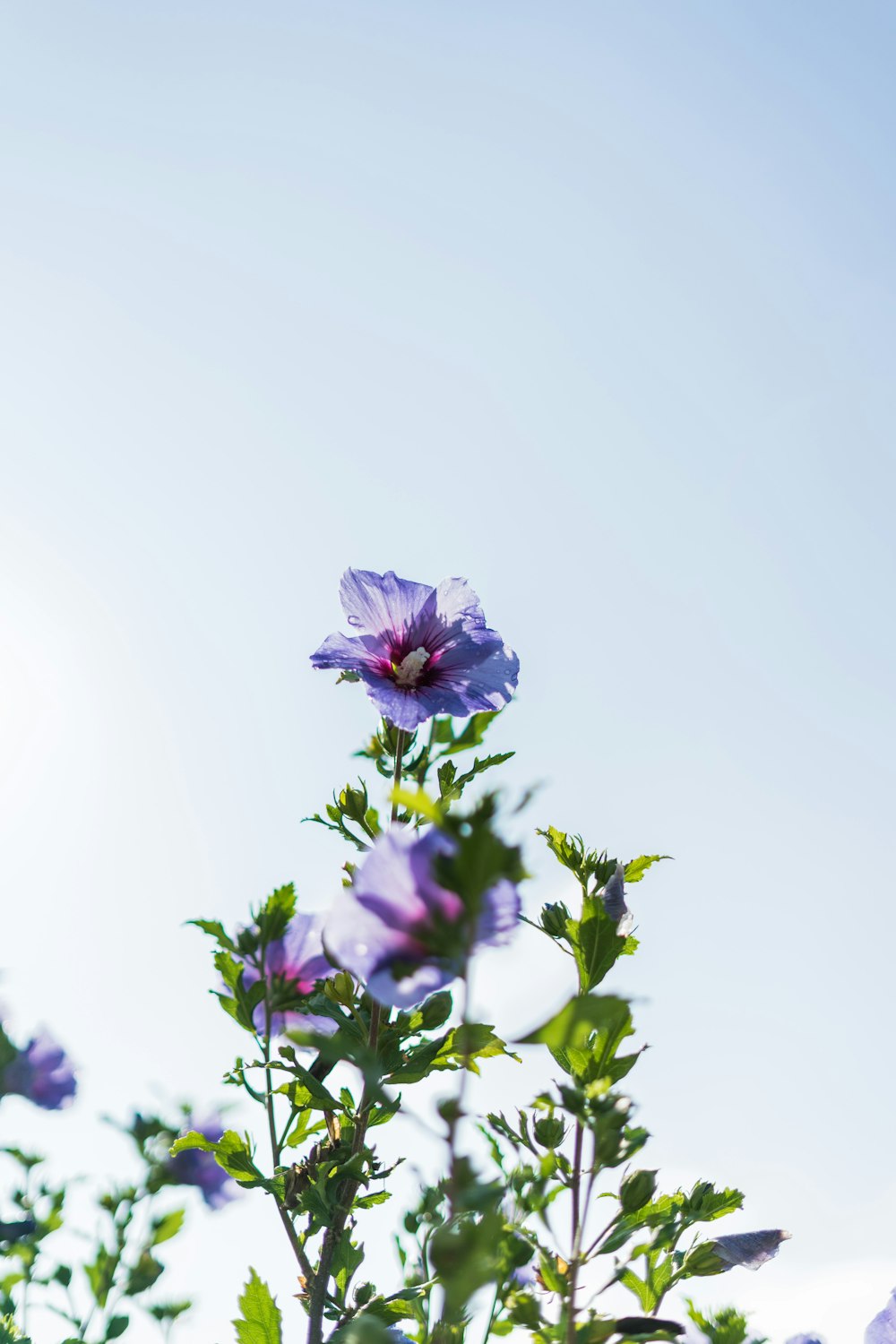 purple flowers in bloom