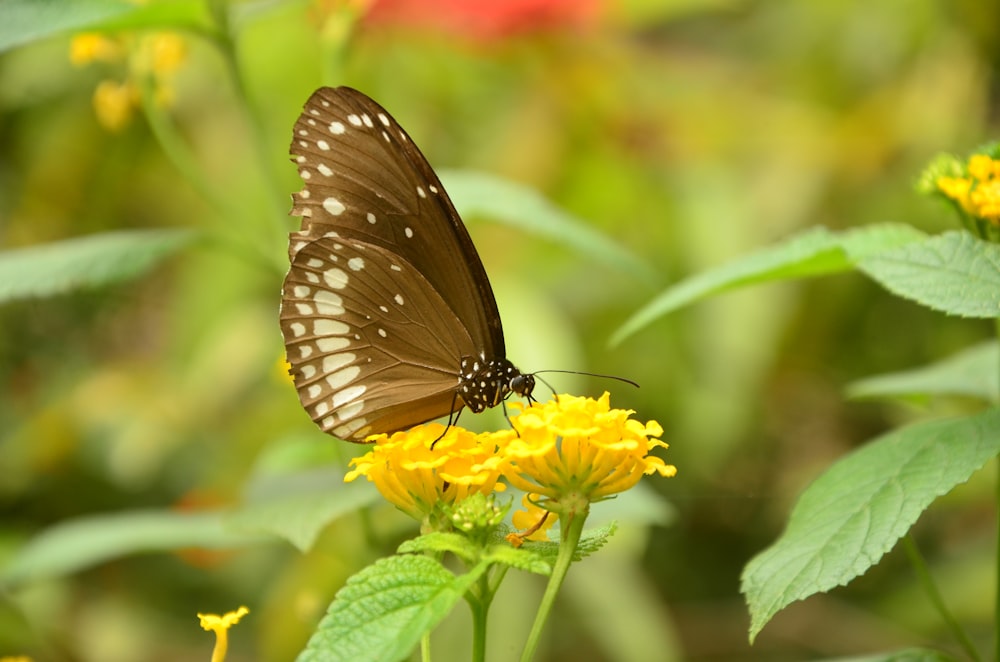 brown butterfly on lantana flower