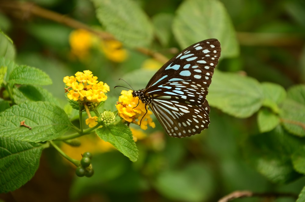 mariposa negra y gris