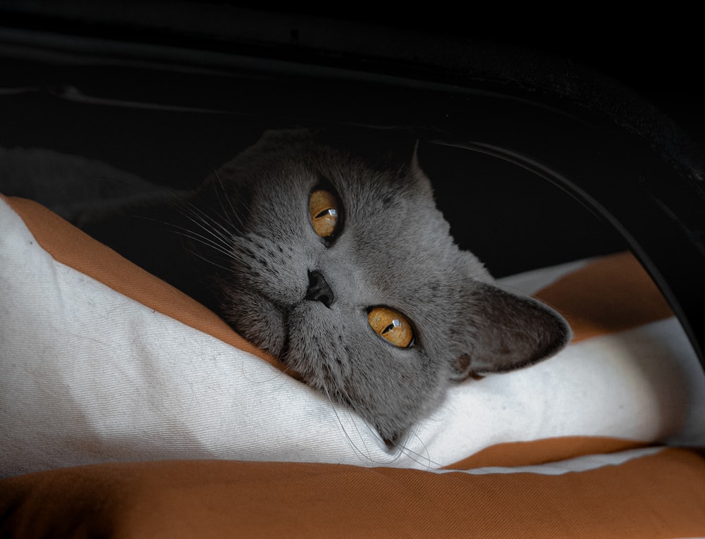 gray cat