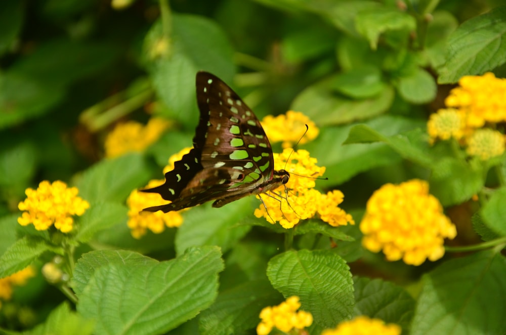 bottled jay butterfly on yellow flower