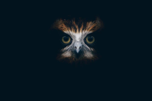 Close-up of Buckley the Owl™ facing off against a sneaky money villain in a colorful comic-style frame.