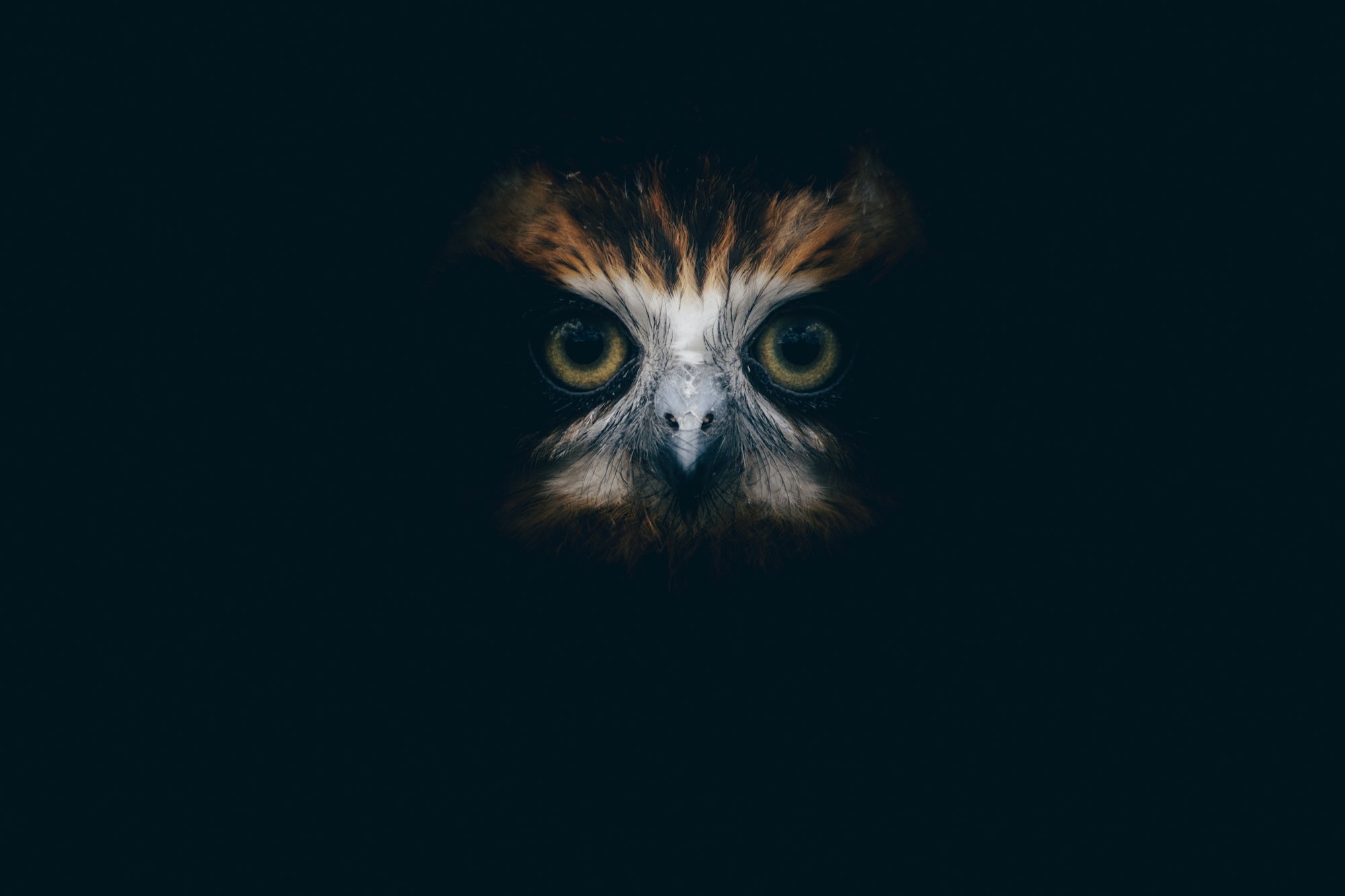 Owl, watching in the dark
