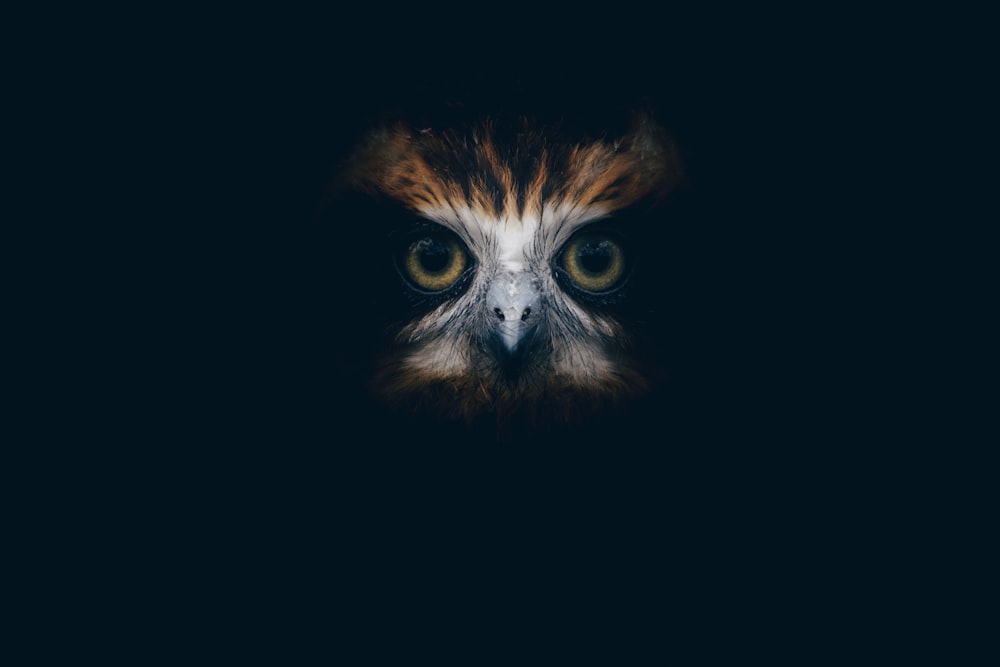 a close up of an owl's face in the dark
