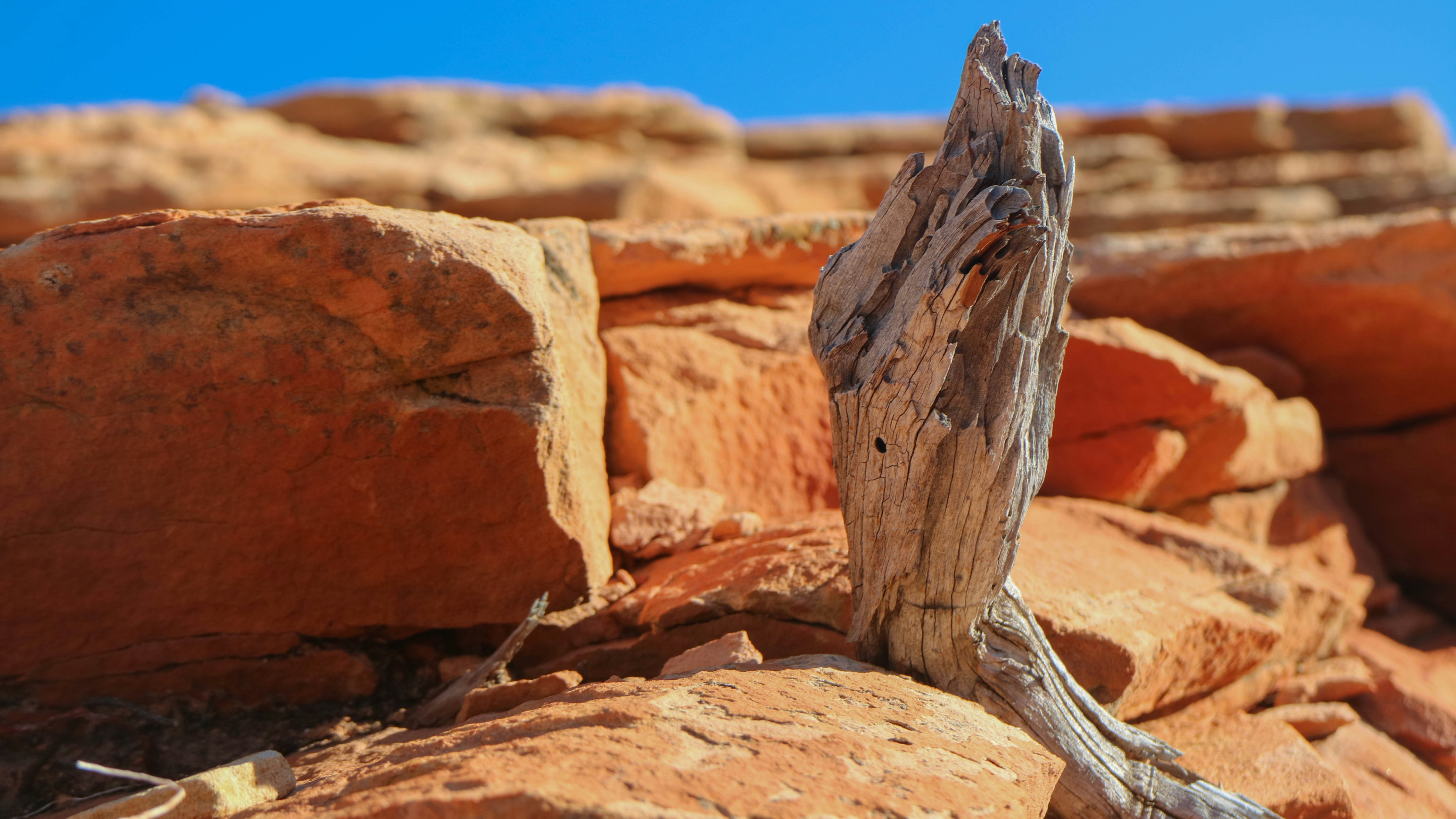 drift wood, Broken Tree Root surrounded by red rock in Zion Canyon, Angel