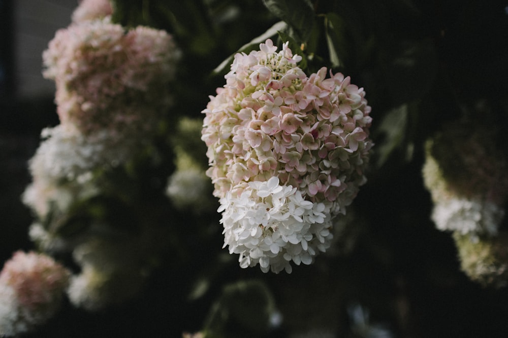 low-angle photography of white and pink cluster flowers