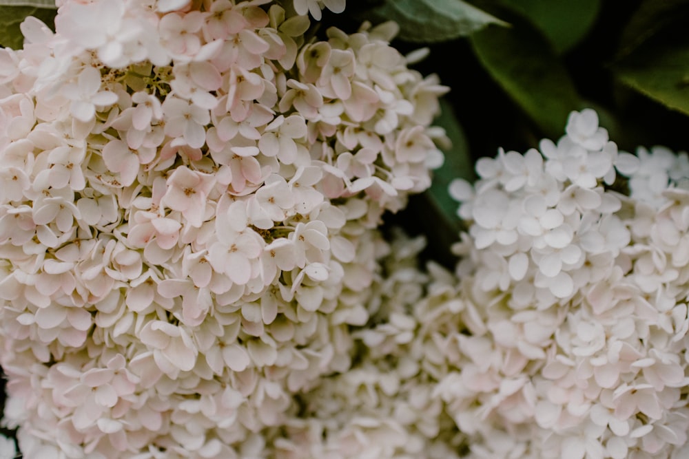 white hydrangeas in bloom