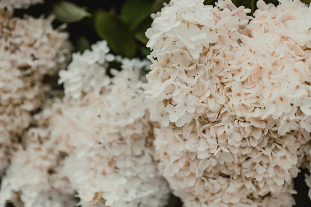 white hydrangeas in bloom