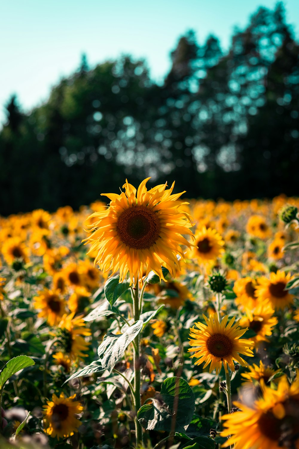 close-up photography of yellow sunflowers