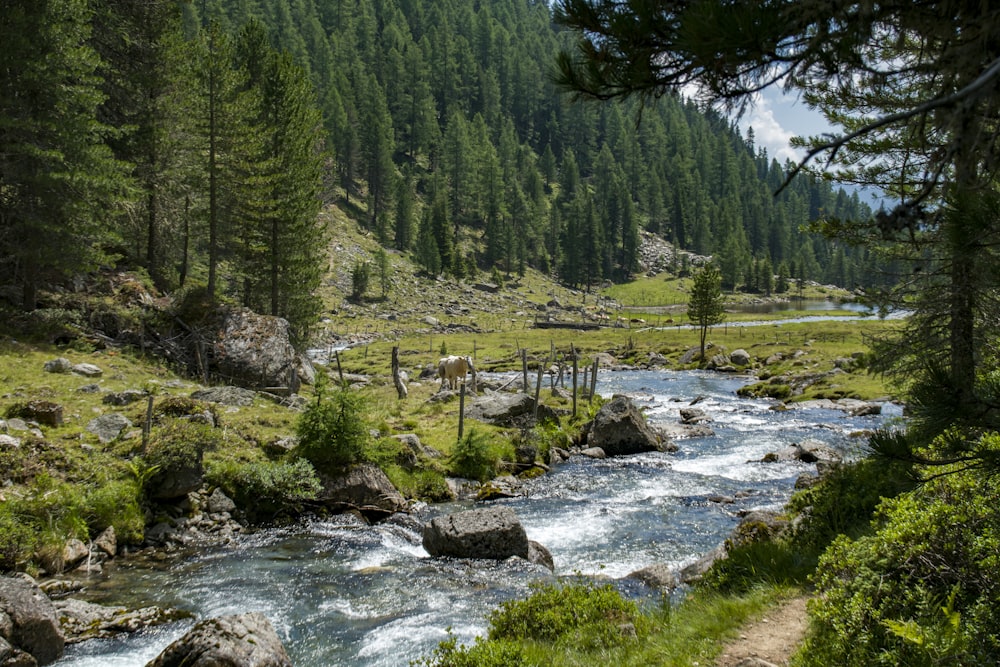 rivière entourée d’arbres