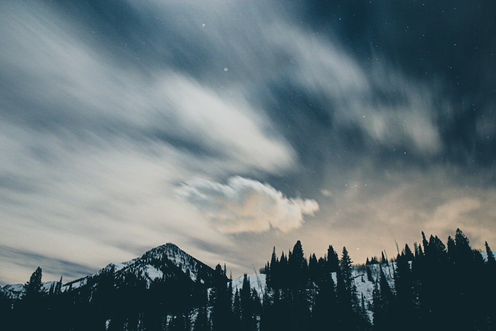 pine trees on hill