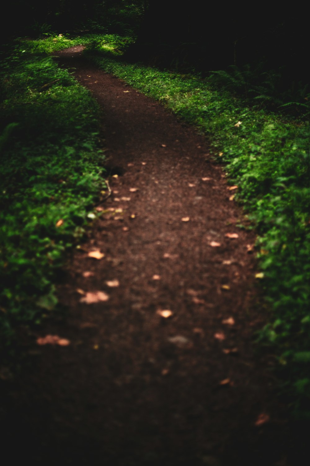 desire path surrounded with grass