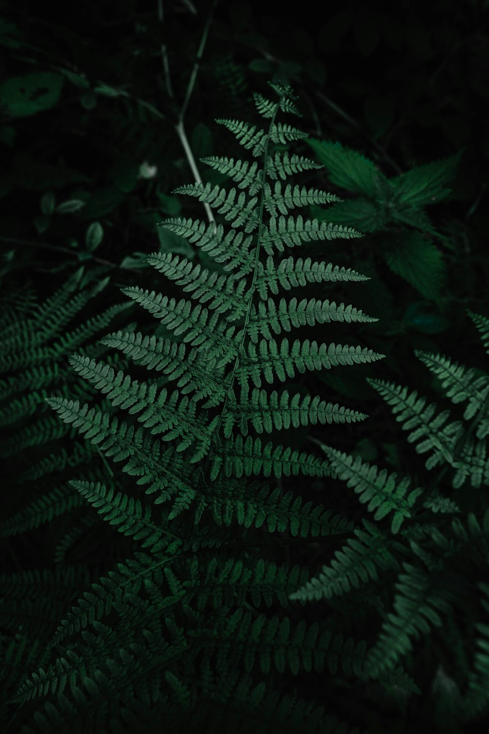 fern plant