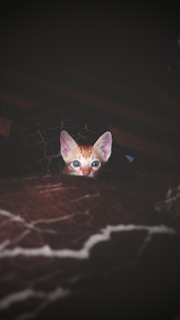 A curious kitten with bright eyes peeking out from a cozy blanket.