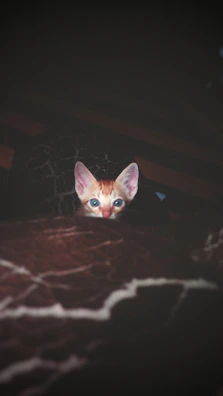 A curious kitten peeking out from a handmade, vibrant pink pet sweater.