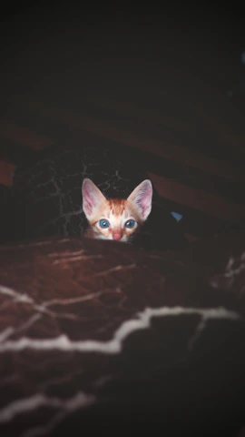 A playful kitten curled up in a cozy blanket, eyes bright with curiosity.