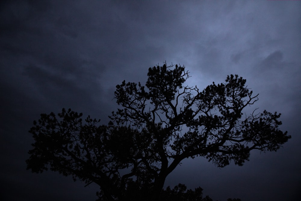 silhouette of tree during daytime