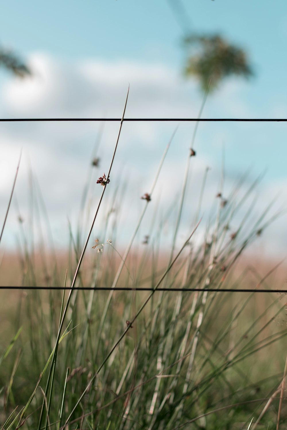 selective focus photography of green grass