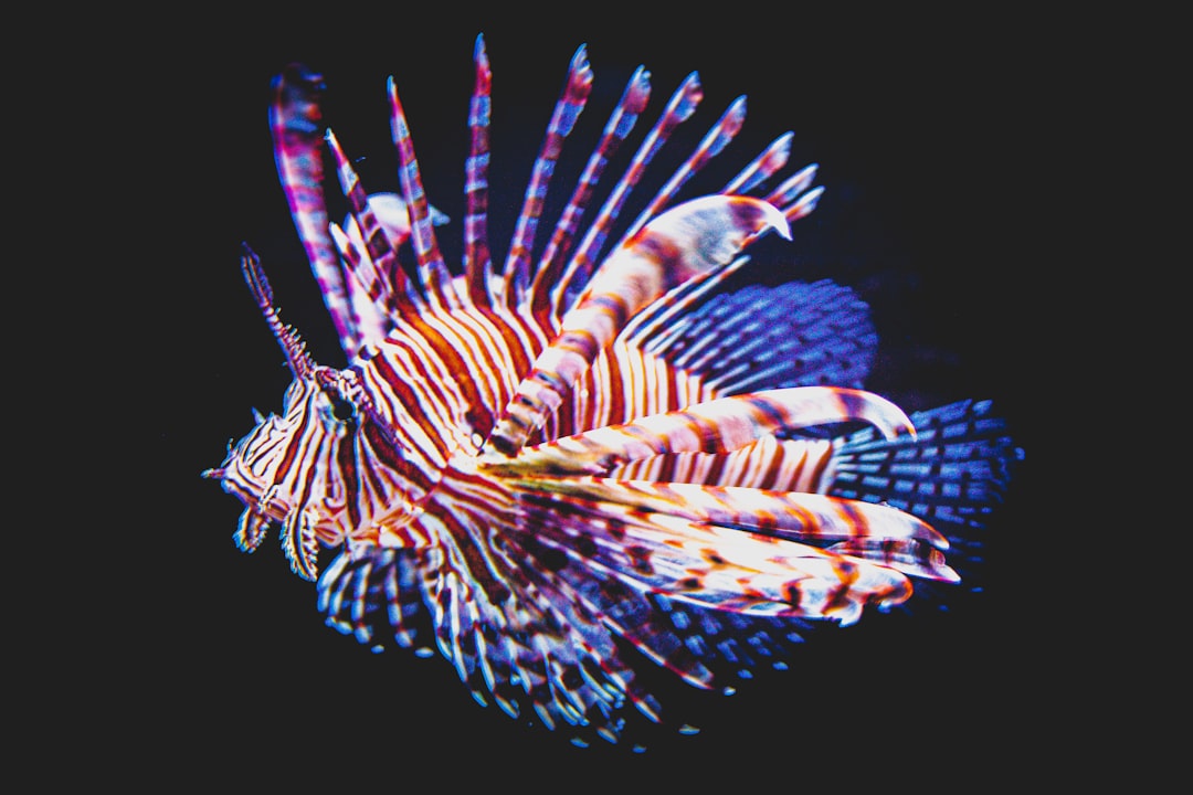 multicolored fish