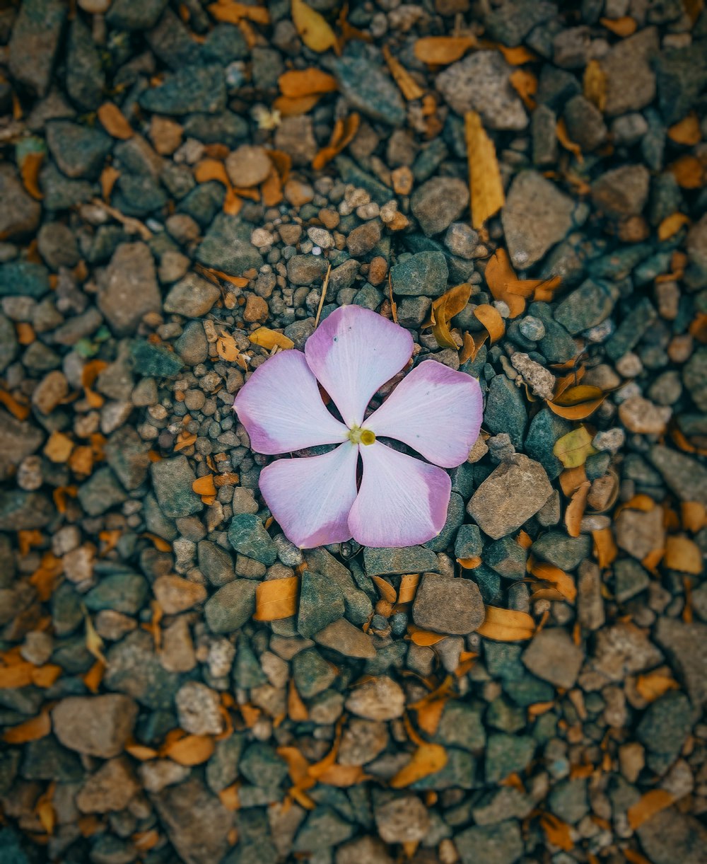 macro photography of purple plumeria flower