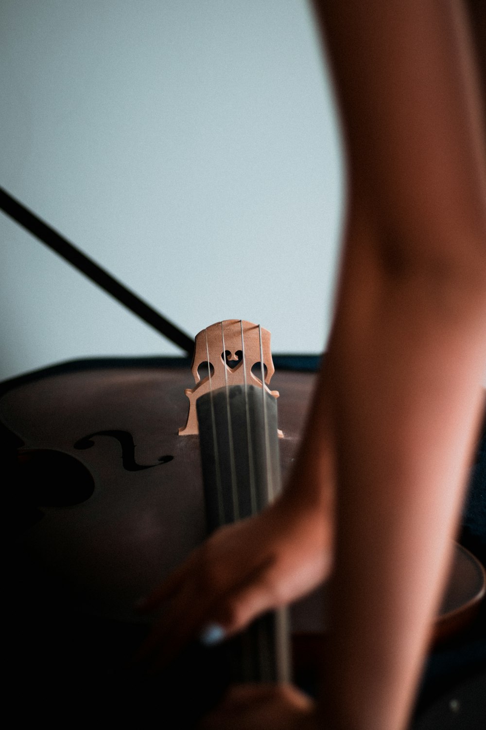 black and brown viola