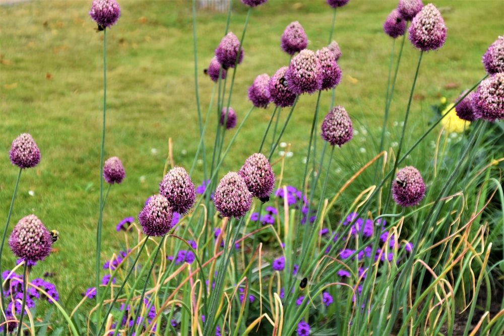 purple-petaled flowers