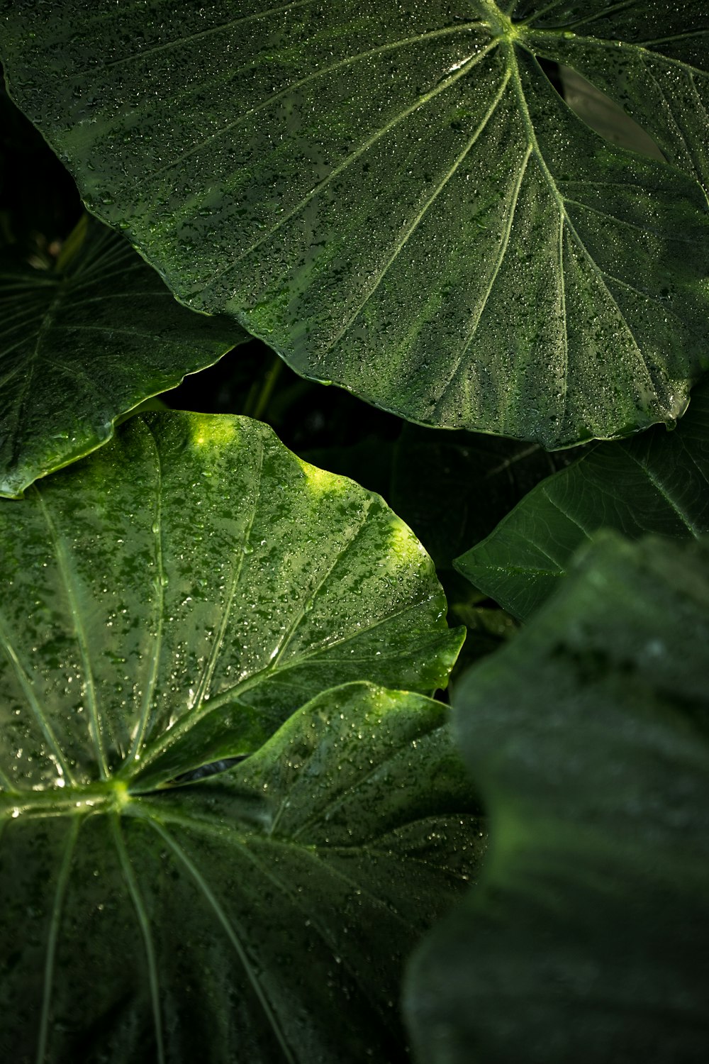 Fotografía de enfoque selectivo de hoja verde