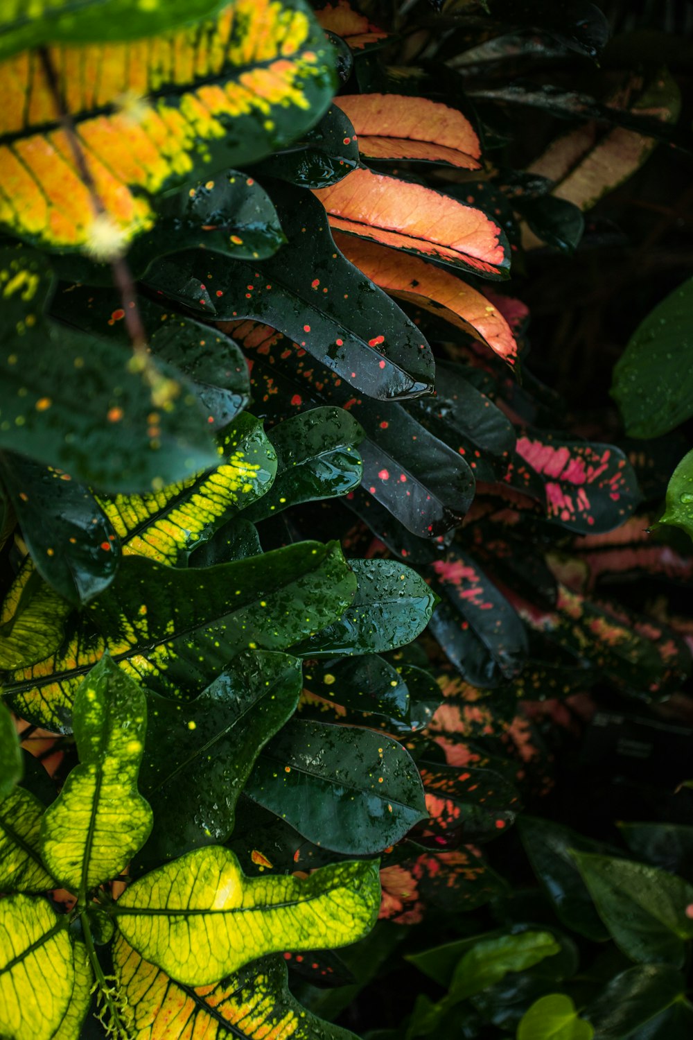 green croton plants