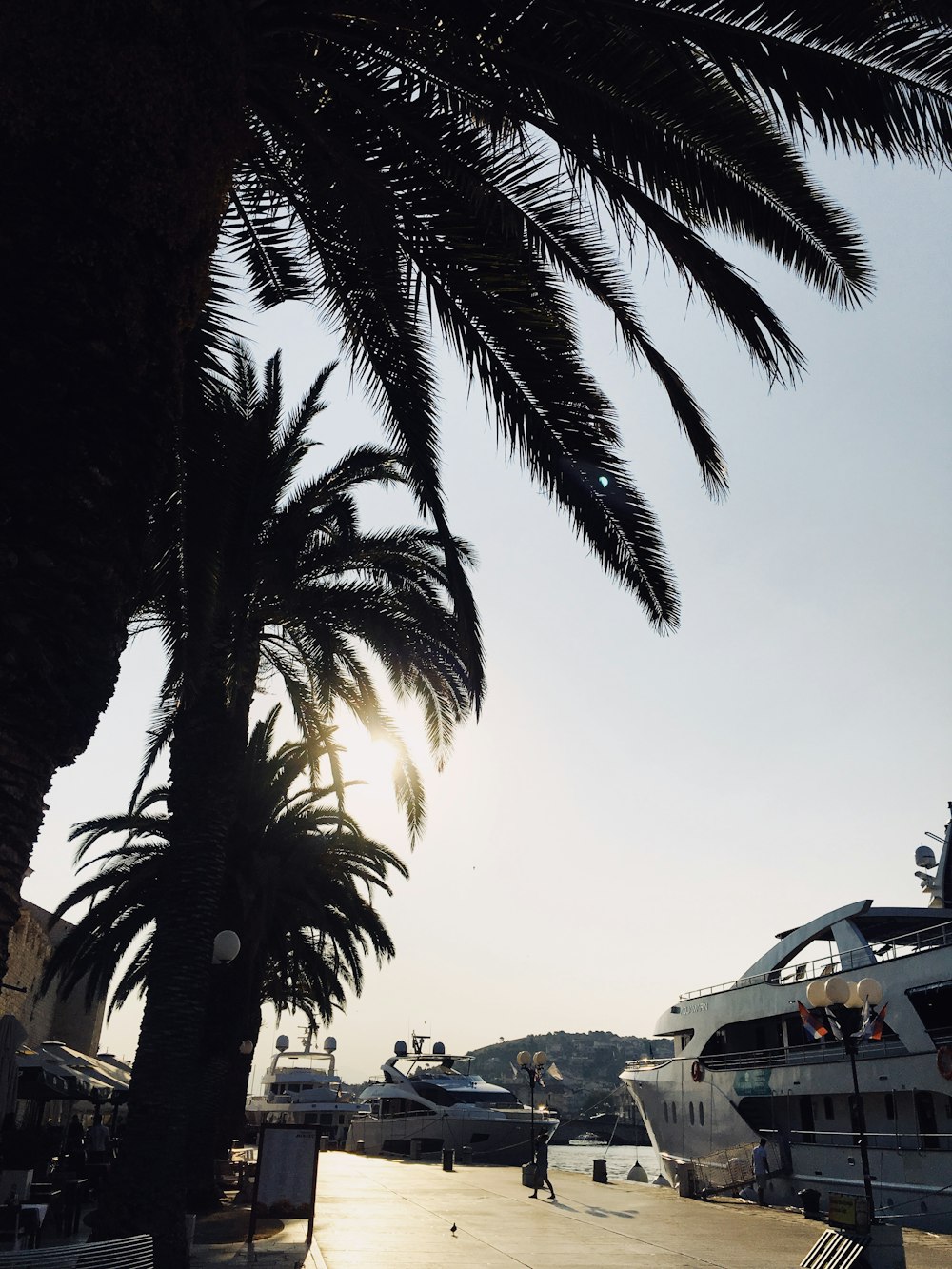 silhouette of trees near building