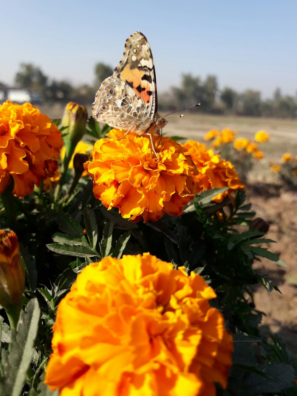 yellow-petaled flower