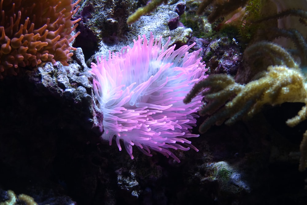 분홍색과 흰색 바다 생물