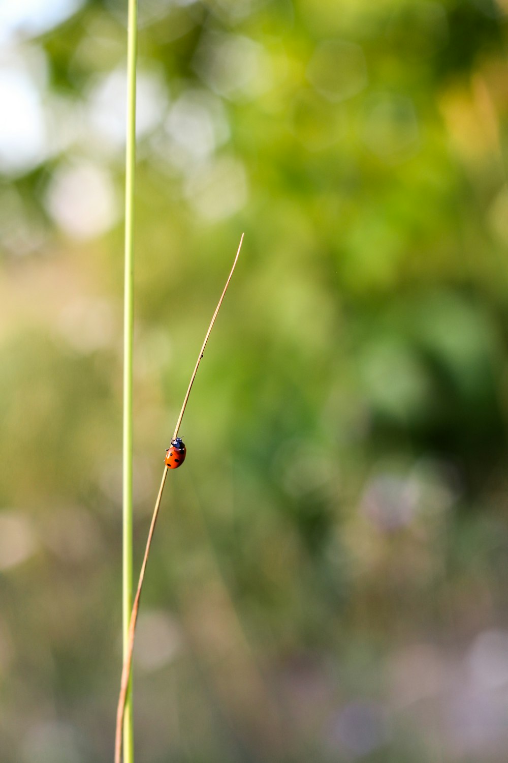 red and black beetle on selective focus photography