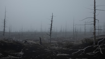 A desolate landscape featuring barren trees with branchless trunks, set against a foggy, overcast sky. Sparse vegetation and blackened earth create an eerie, post-apocalyptic impression.