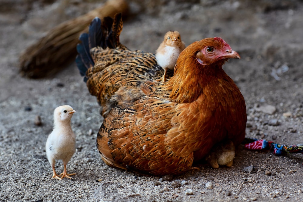 shallow focus photo of brown hen