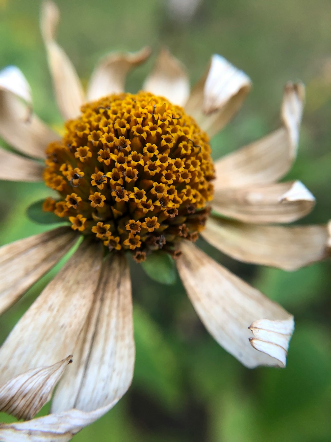 white and yellow flower