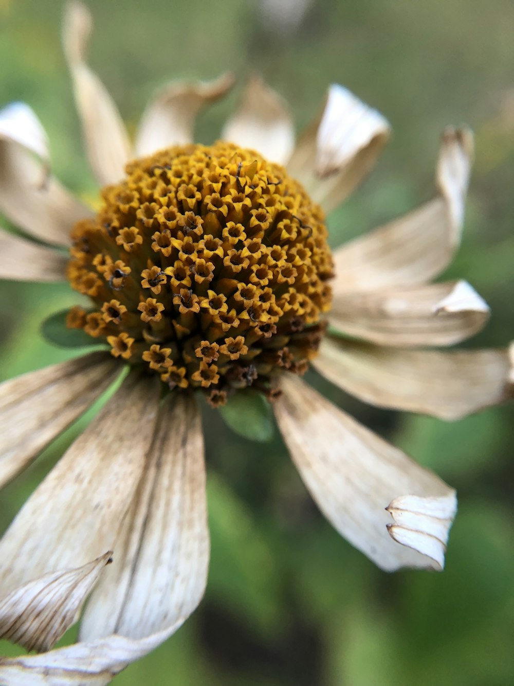 white and yellow flower