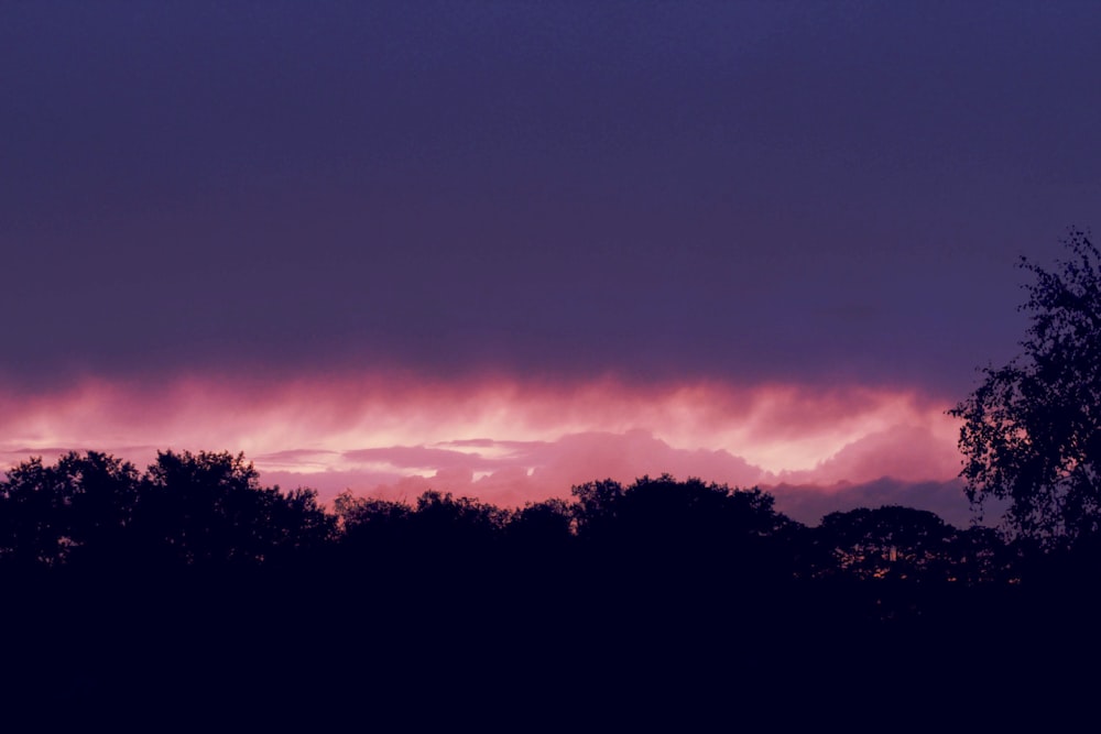 silhouette of trees