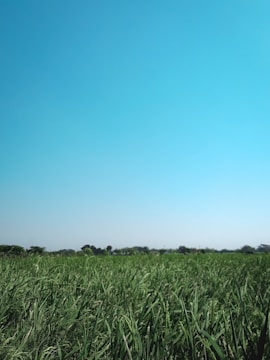 Empty plot of land with green grass and clear sky.