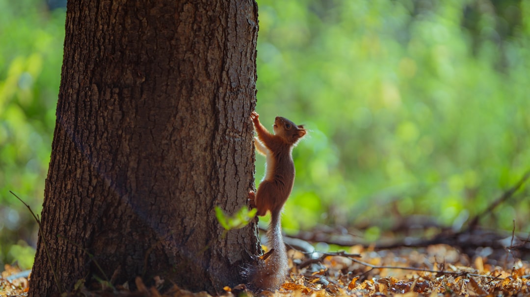 brown squirrel climbing in tree during daytime